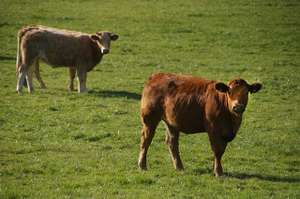Cow