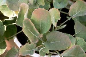 Close-up of a potted plant with green leaves, some with a reddish tint near the edges, set against a dark soil background.