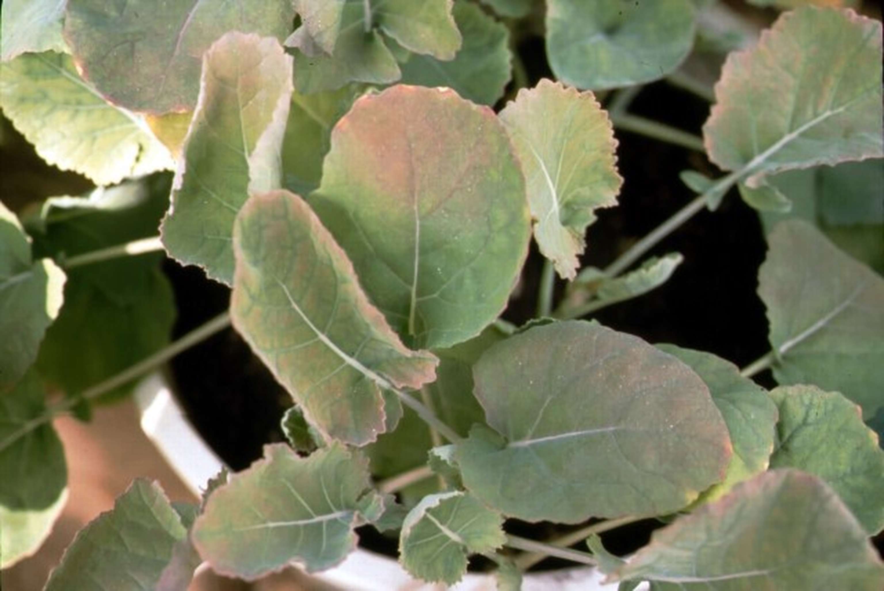 Close-up of a potted plant with green leaves, some with a reddish tint near the edges, set against a dark soil background.