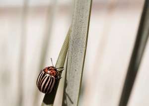Potato Beetle