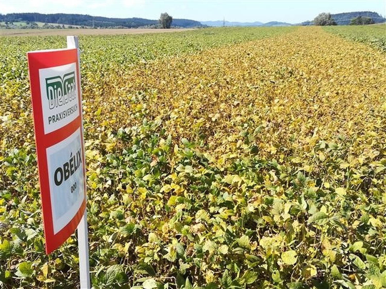 Versuch Oberösterreich 2020: Obélix im Vergleich mit später reifenden Sorten