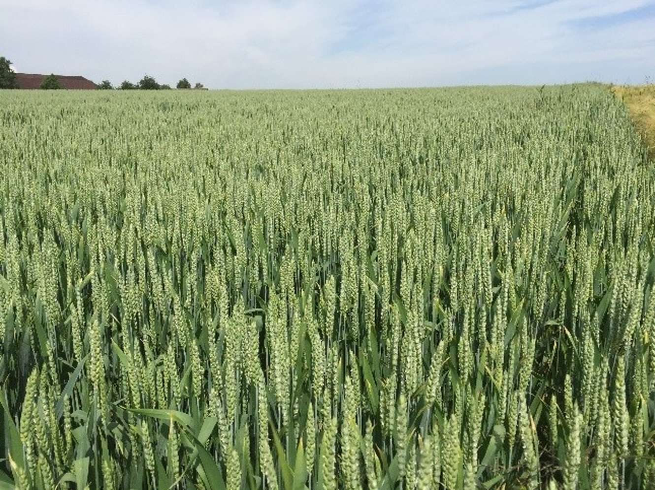 A vast field of green wheat under a cloudy sky, with a distant tree line at the horizon.