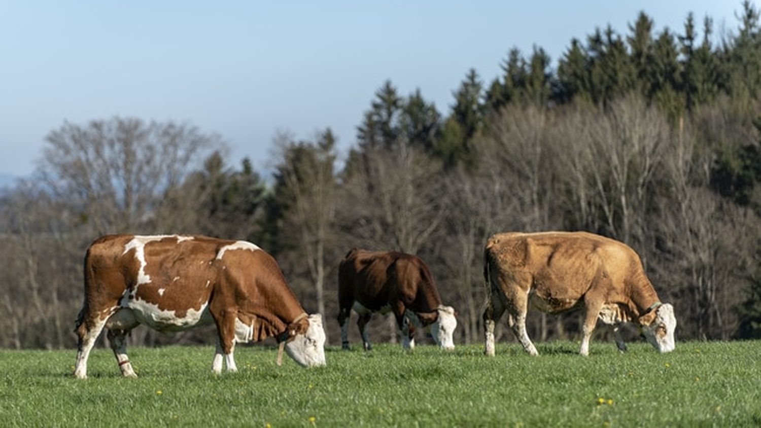 Der Welttierschutztag betrifft auch Nutztiere. FOTO: agrarfoto.com