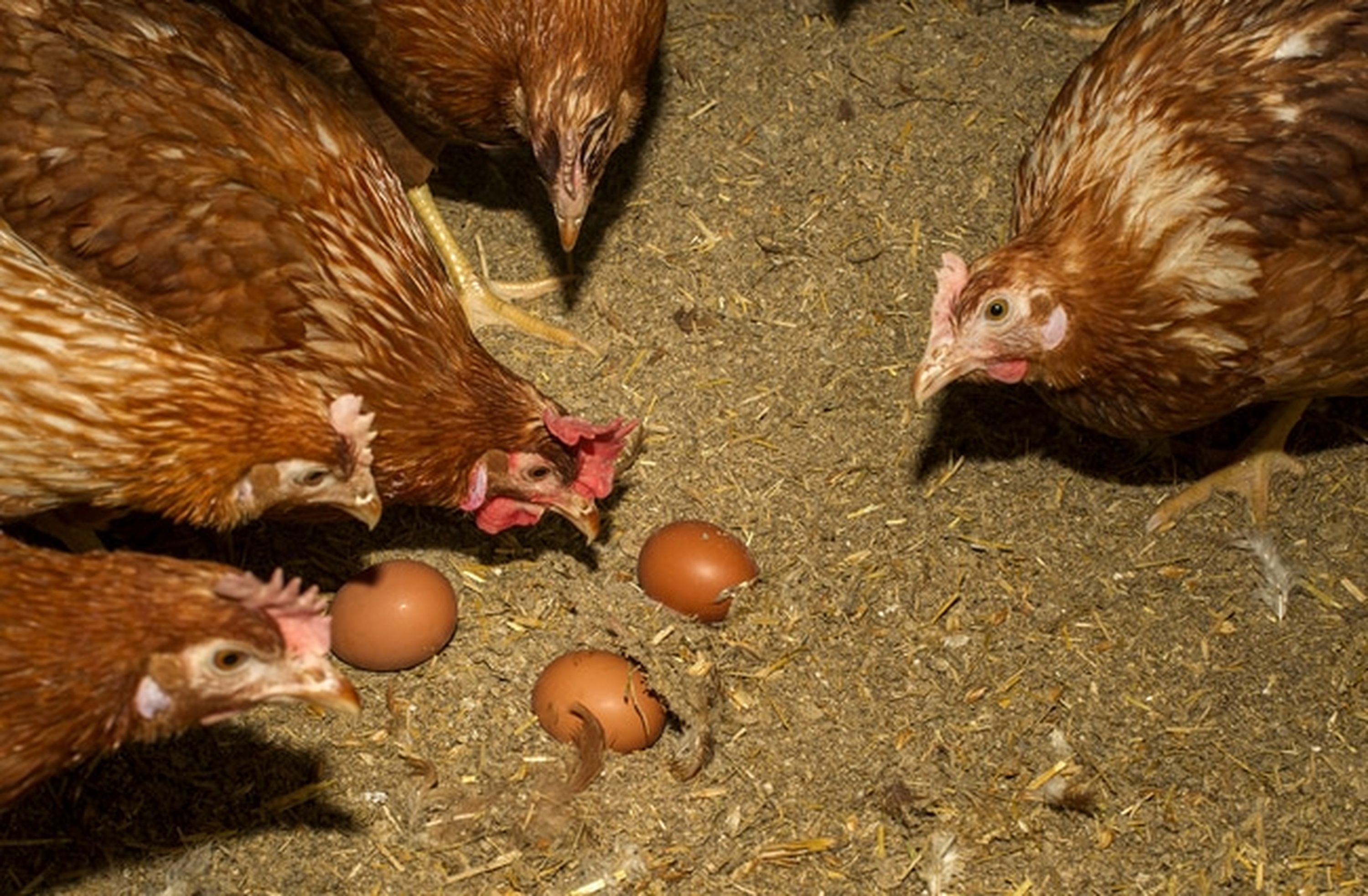 Preise für Eier aus Bodenhaltung sind rückläufig. FOTO: agrarfoto.com