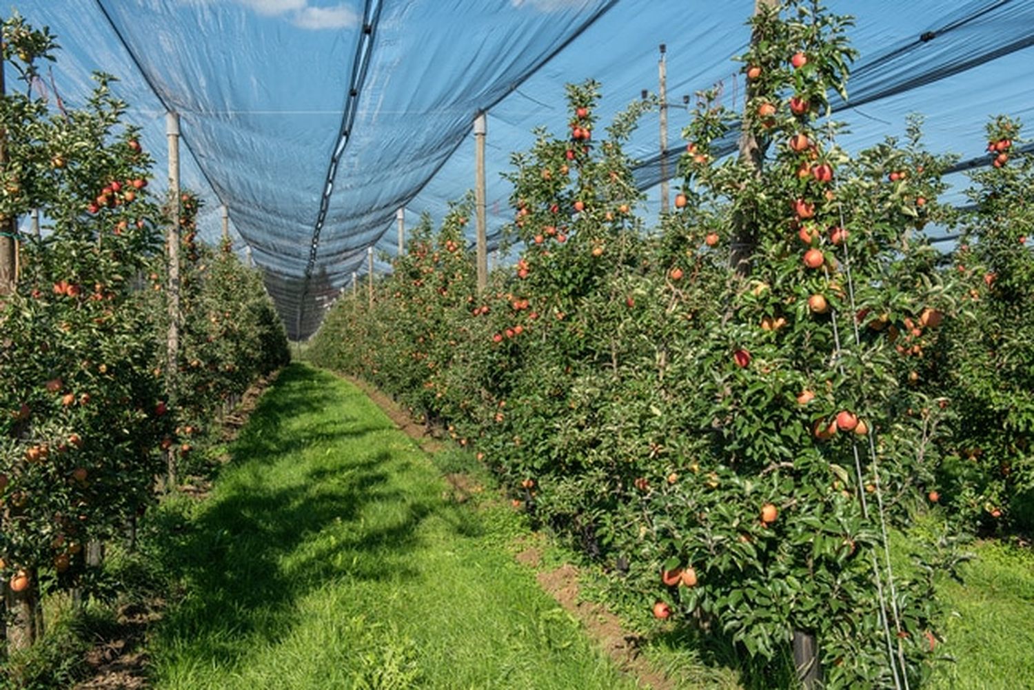 Steirische Apfelernte fällt heuer um 17% kleiner aus als im Vorjahr FOTO: agrarfoto.com