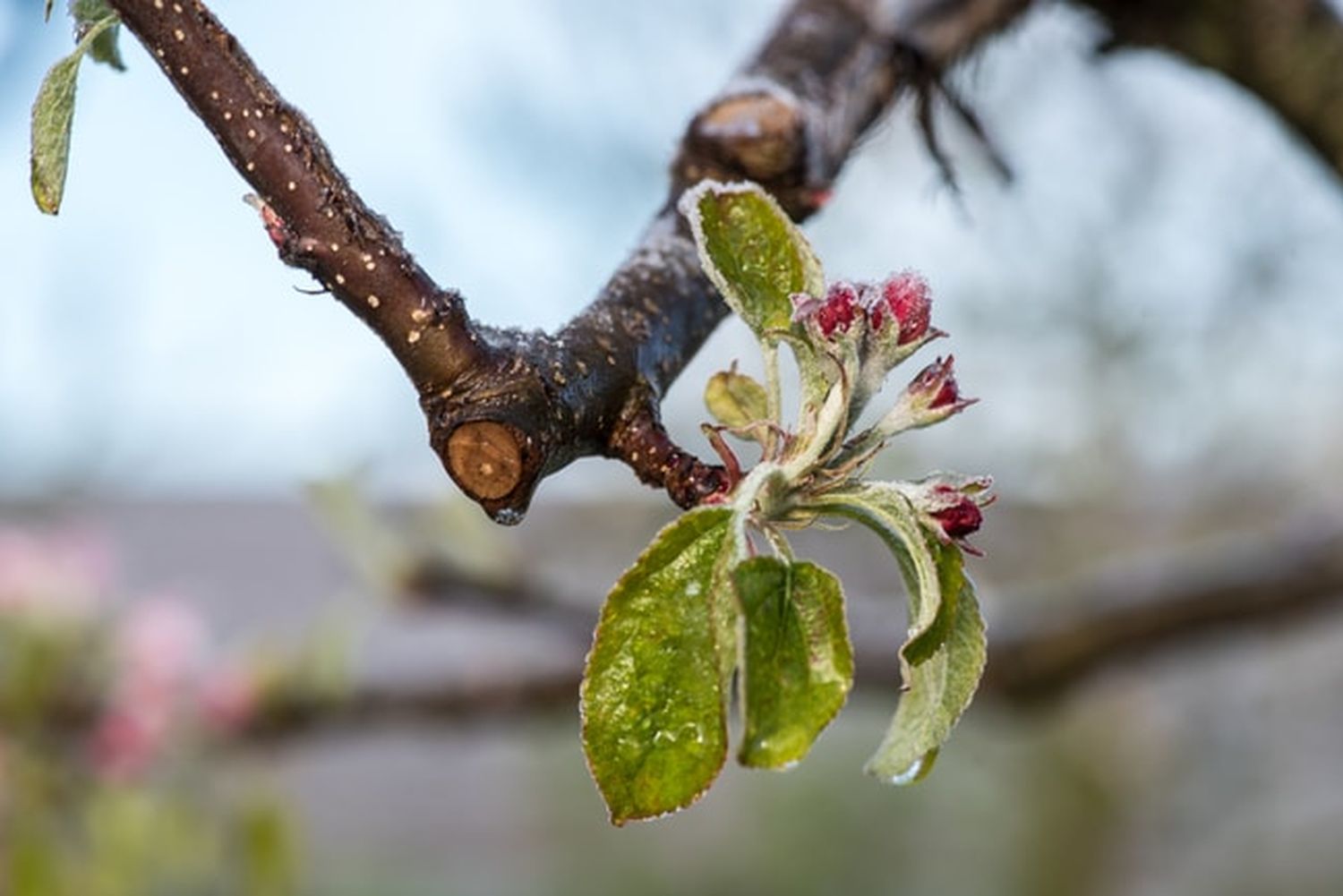Erfahrungen zufolge ist davon auszugehen, dass diese Frostnacht je nach Apfelsorte und Vegetationsentwicklung vereinzelt Schäden verursacht hat. FOTO:agrarfoto.com