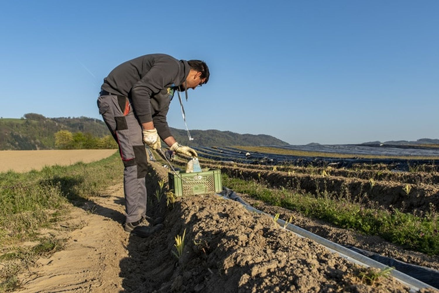 Die Erntetätigkeit muss attraktiver werden und größere Wertschätzung erfahren. FOTO: agrarfoto.com