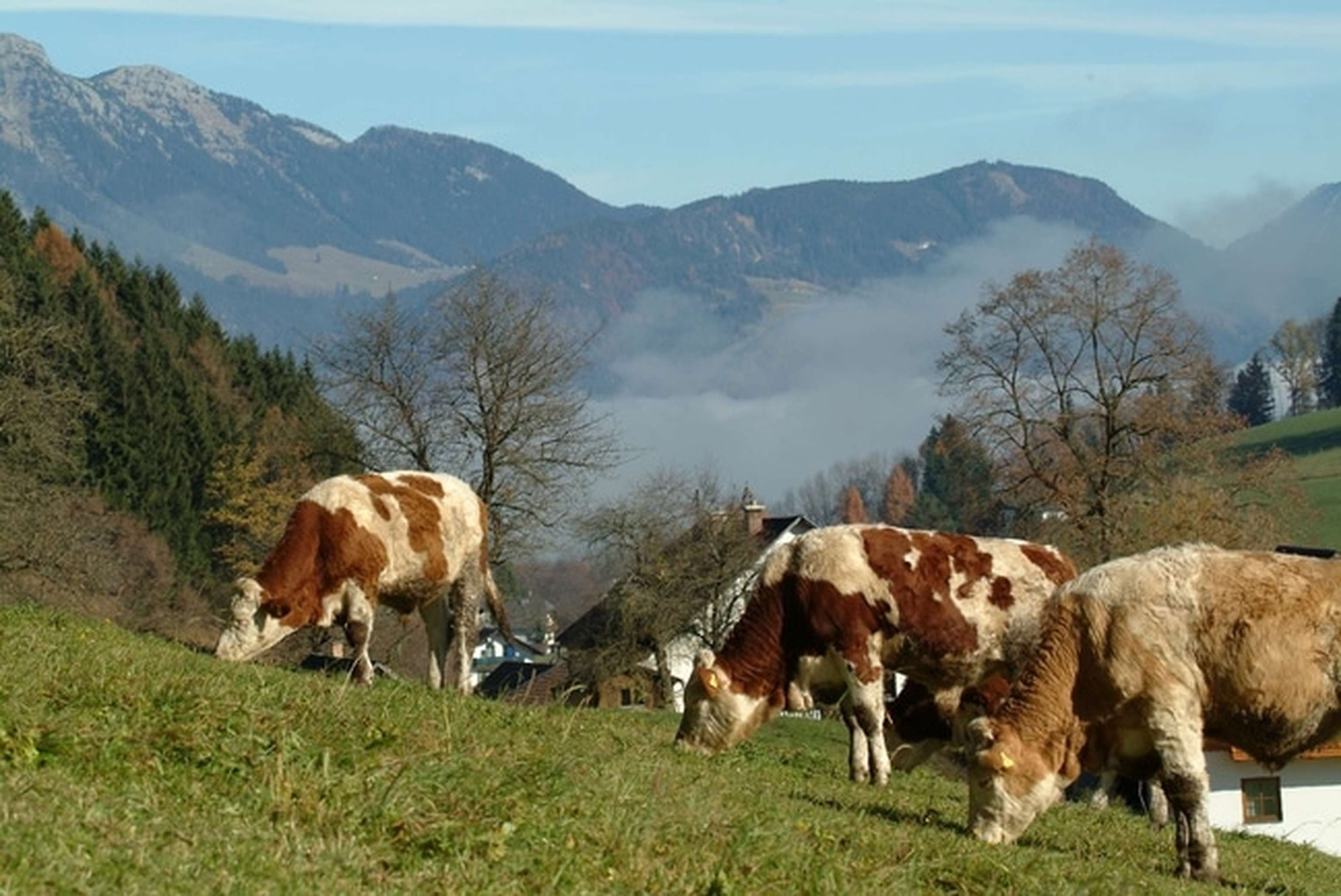 Nebelstimmung 42 ID27629 Size650px