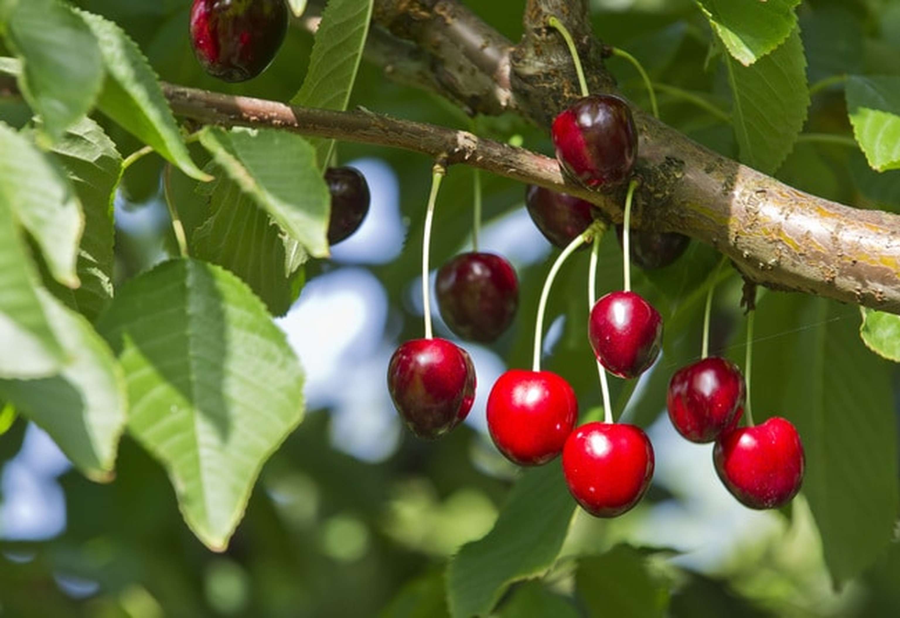 Kirschen Ernte 13 ID61664 Size650px