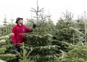 Christbaum 28 ID67459 Size650px