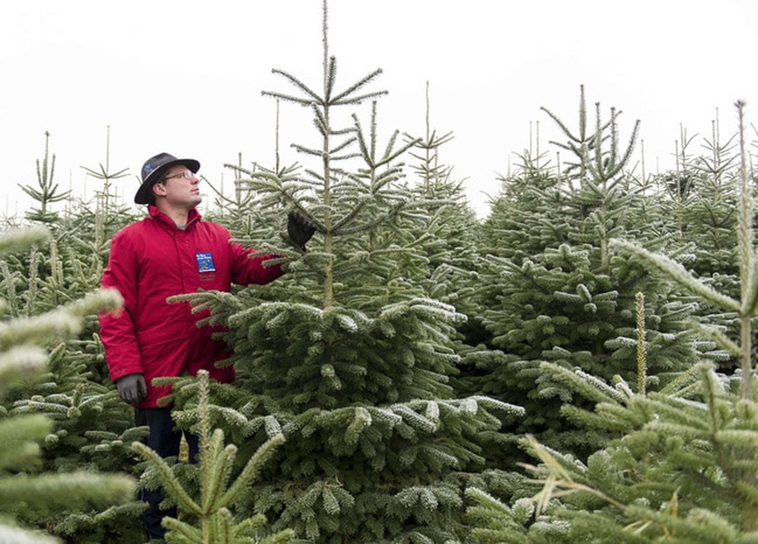 Christbaum 28 ID67459 Size650px