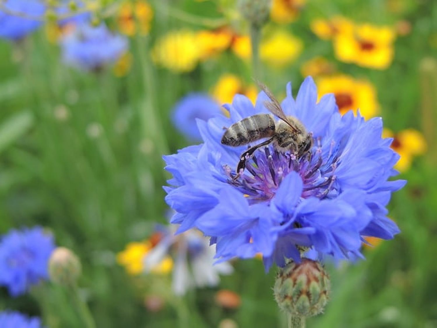 Bienen Auf Bumenwiese 1 ID91055 Size650px
