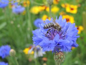 Bienen Auf Bumenwiese 1 ID91055 Size650px