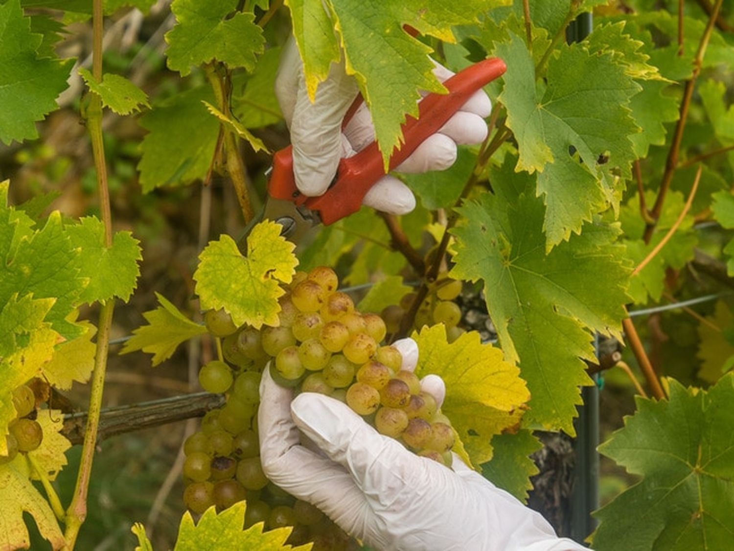 Weinlese