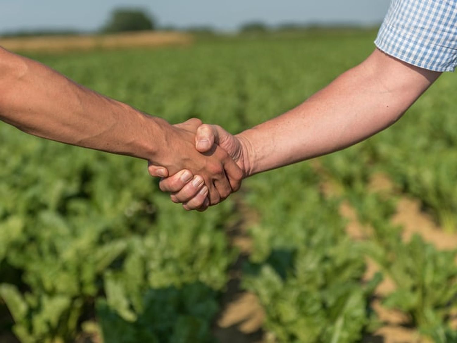 Handschlag ist zwar in Corona-Zeiten verpönt, aber jeder weiß, wofür der Begriff Handschlagqualität steht, zu dem auch die Lagerhäuser stehen.
FOTO: agrarfoto.com