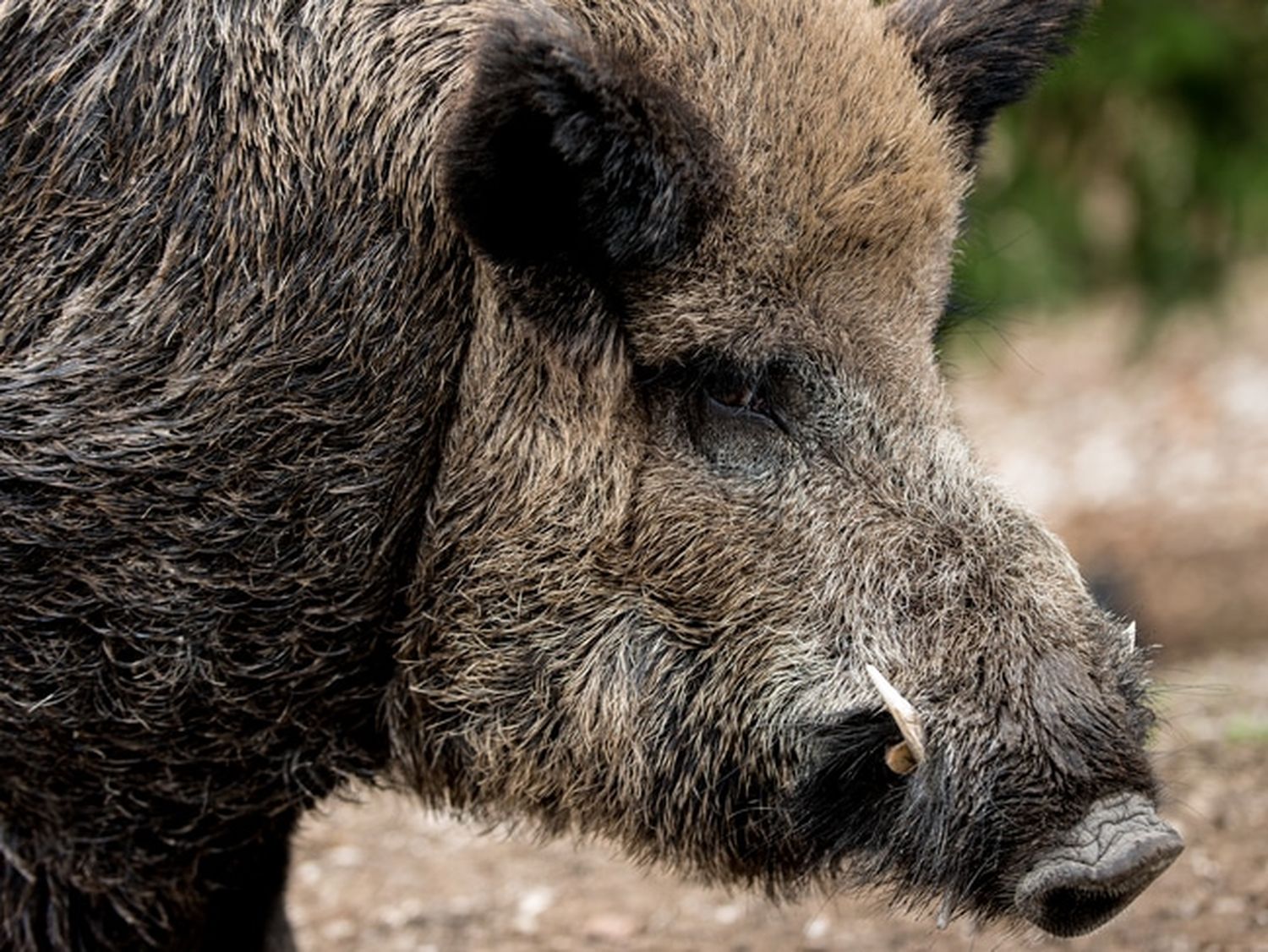 Immer mehr Wildschweine in Brandenburg sind ASP-infiziert. FOTO: agrarfoto.com