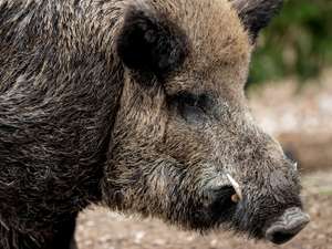 Wildschweine 29 ID76730 Size650px