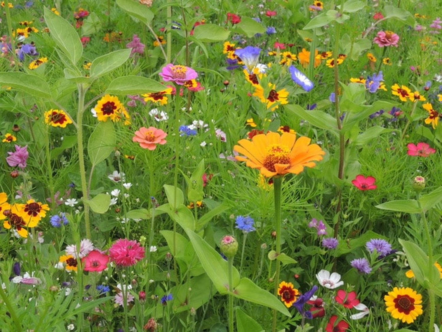 Blumenwiese 8 ID91046 Size650px