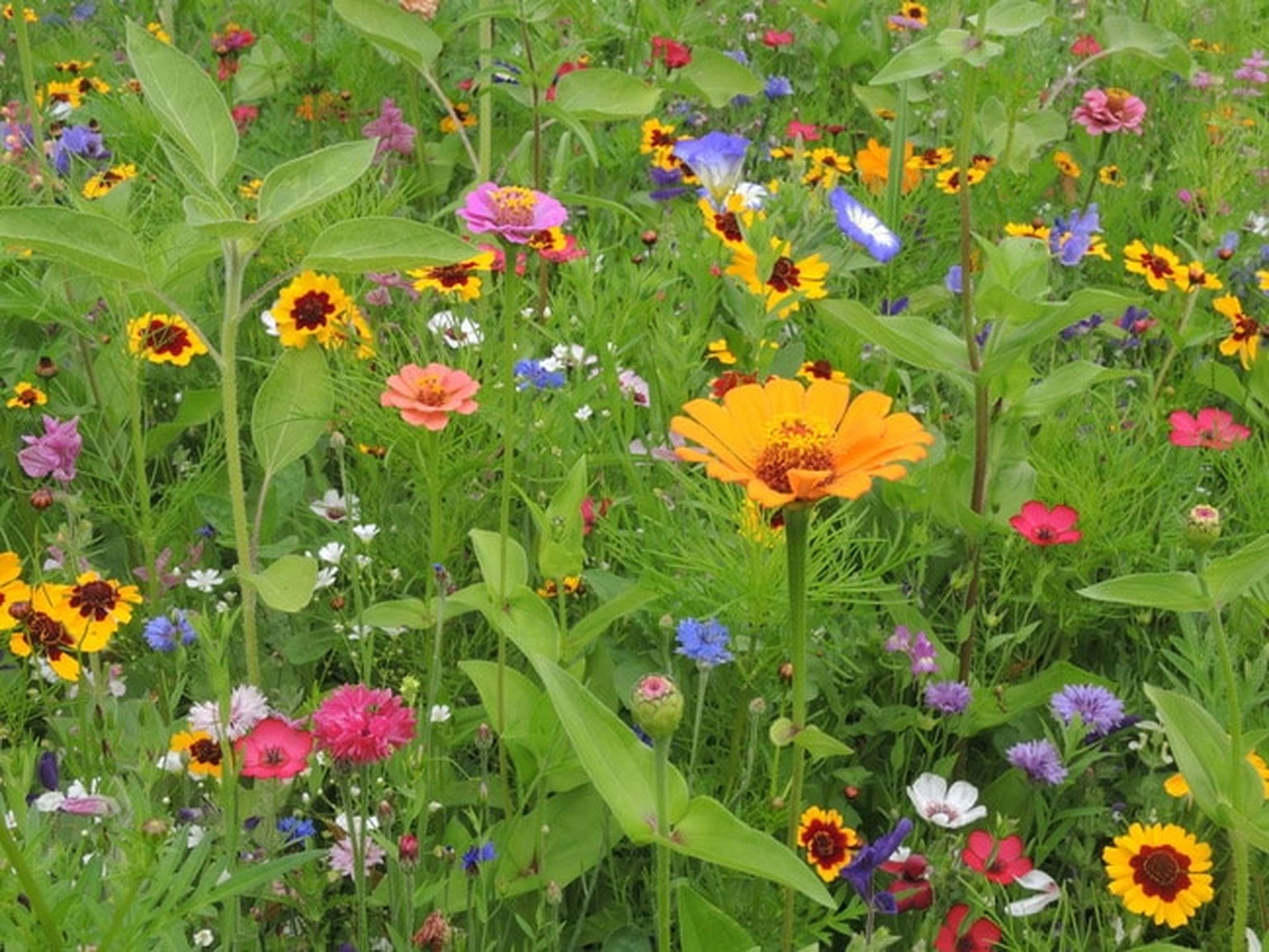 Blumenwiese 8 ID91046 Size650px