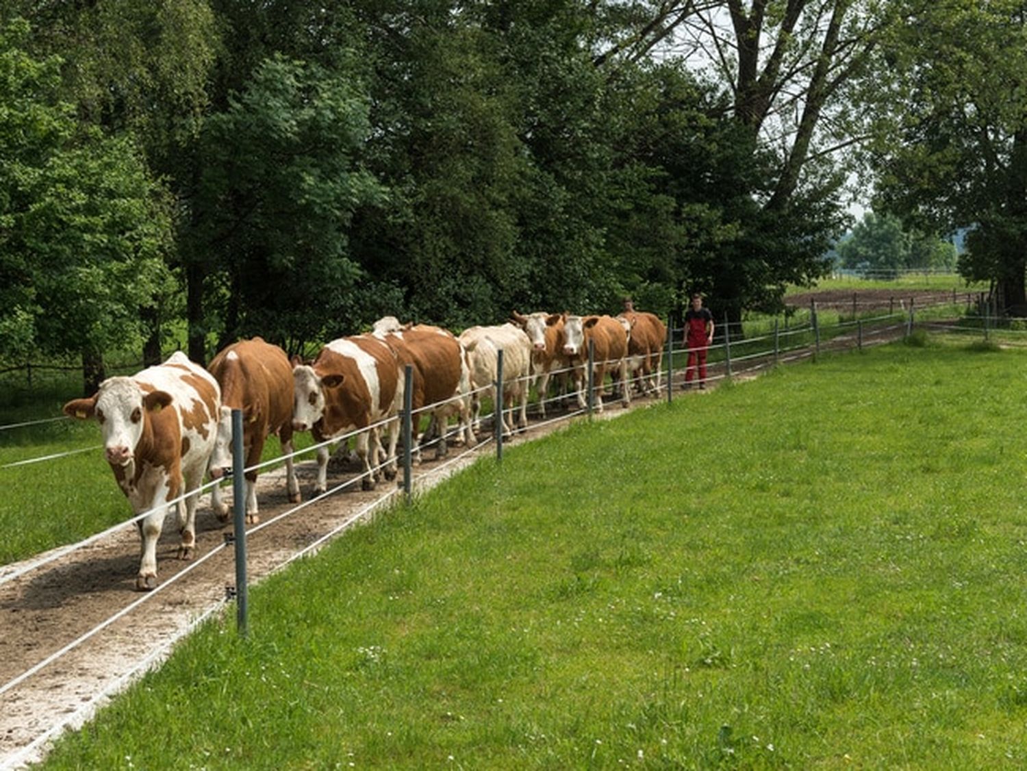 Herdenmanager Austria ist das neue Schulungsangebot der Rinderzucht Austria (ZAR). FOTO: agrarfoto.com