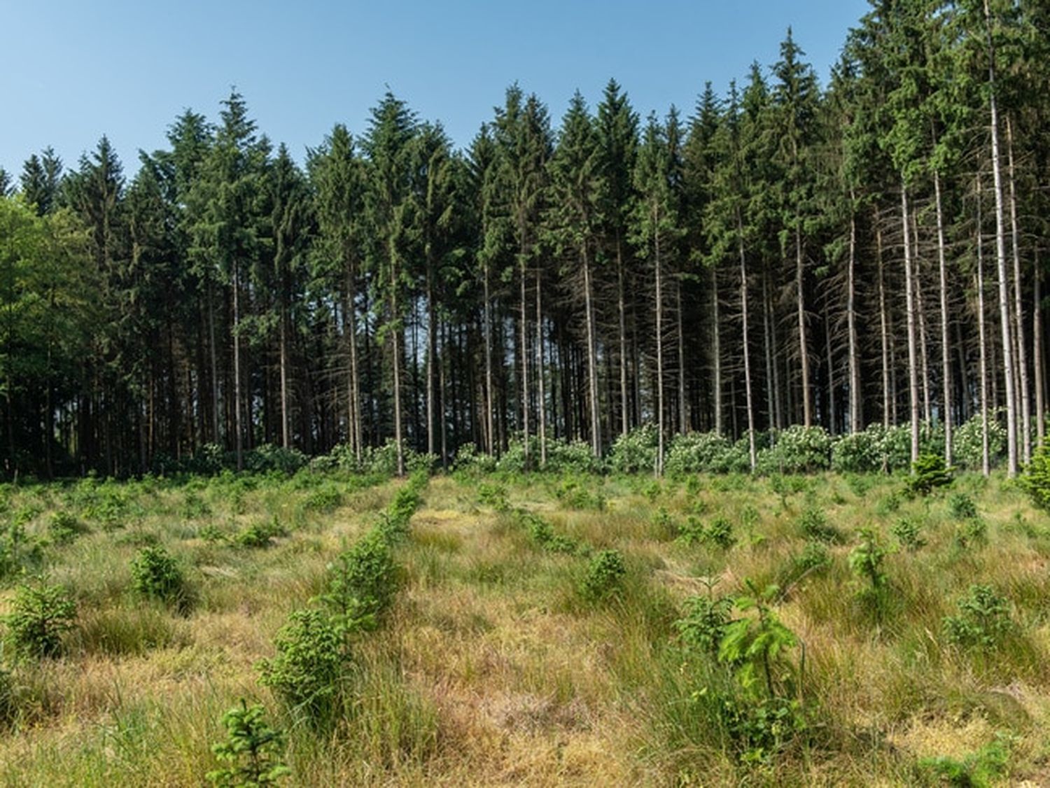 Mit dem Paket werden Land- und Forstwirtschaft unterstützt. FOTO: agrarfoto.co,