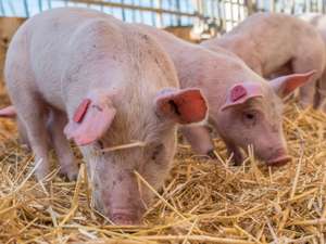 Biologische Schweinehaltung 49 ID76916 Size650px