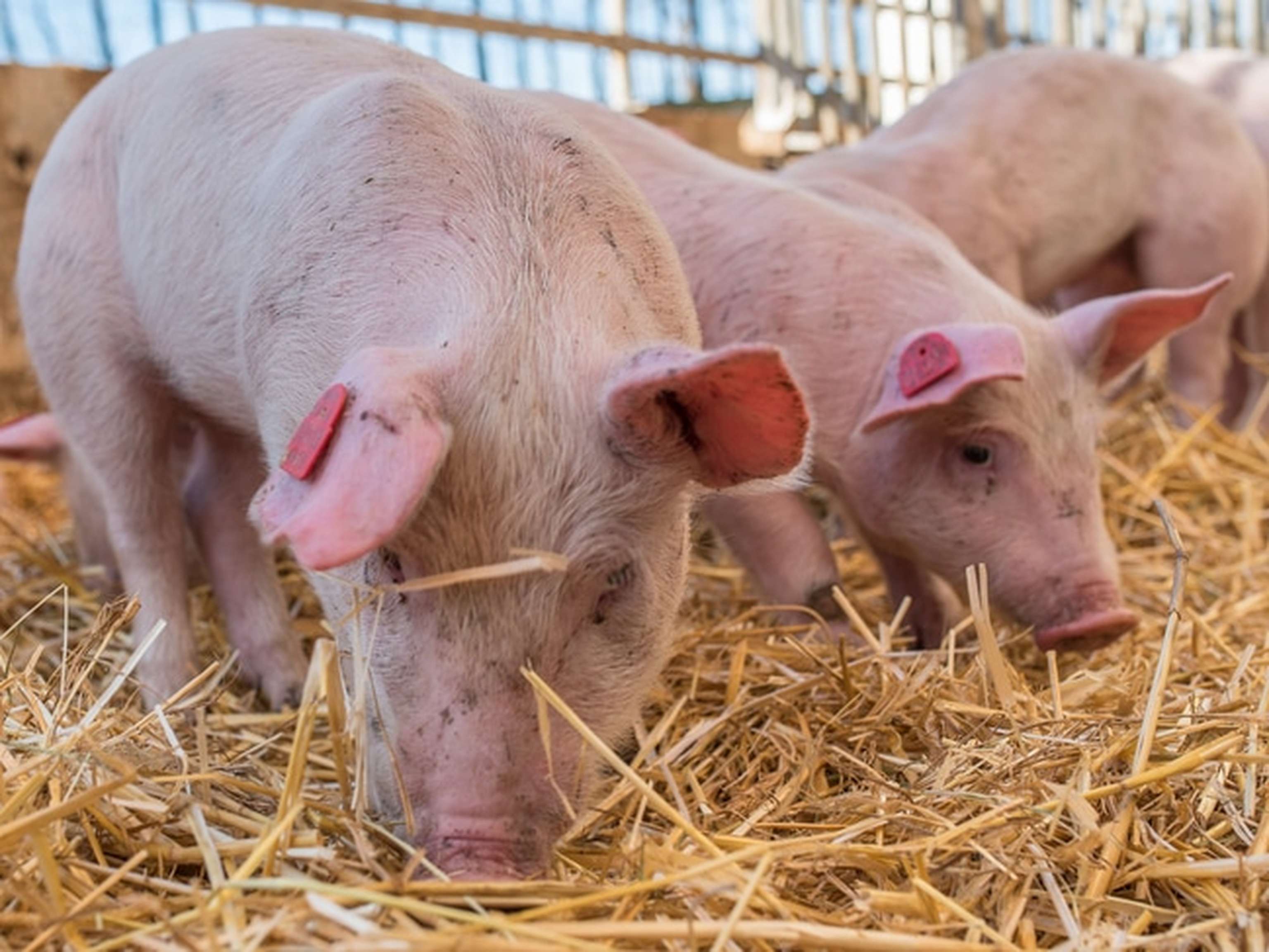 Biologische Schweinehaltung 49 ID76916 Size650px