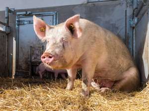 Biologische Schweinehaltung 14 ID76951 Size650px