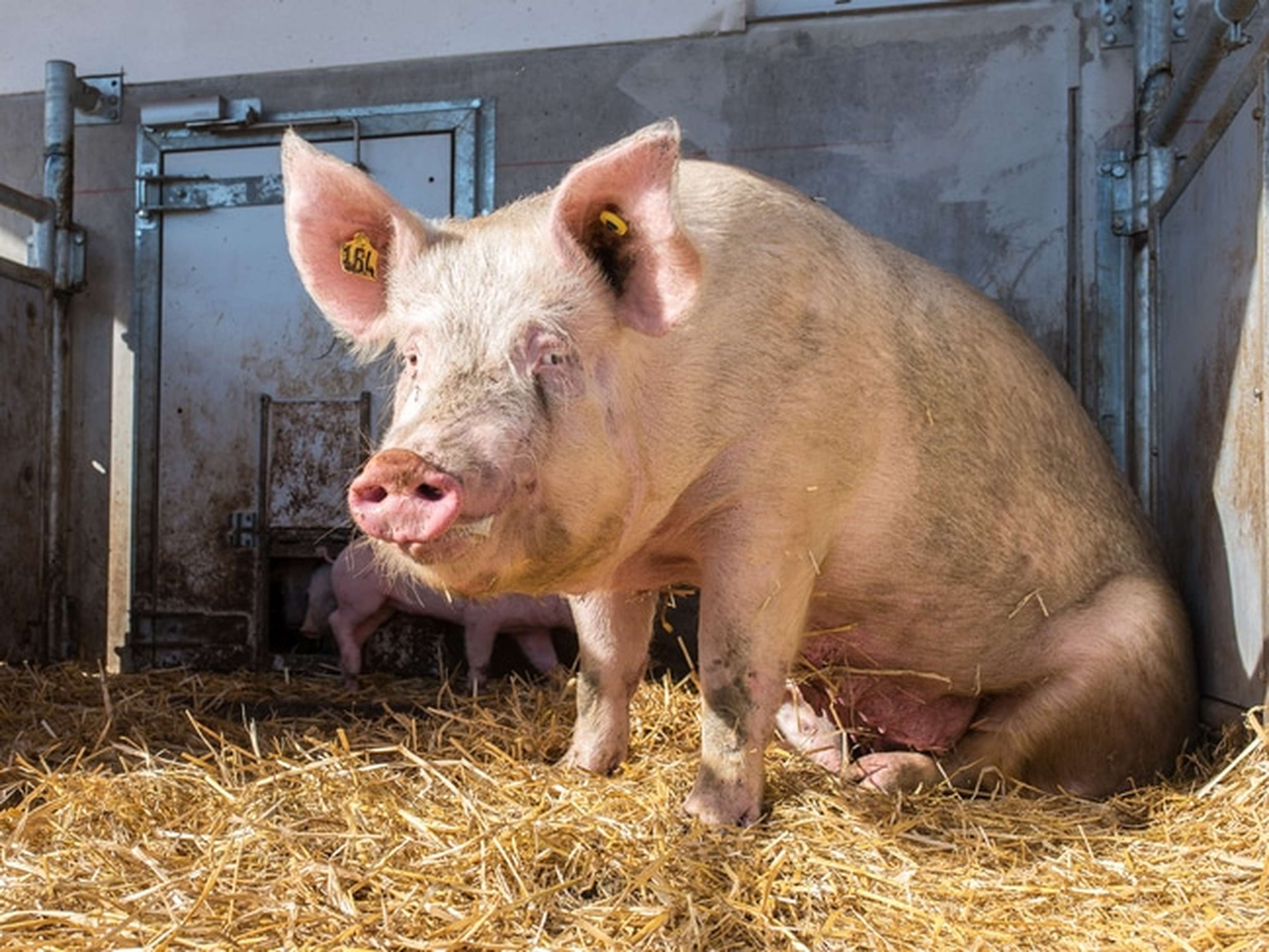 Biologische Schweinehaltung 14 ID76951 Size650px