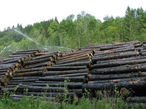 Holz Nasslager 2 ID42003 Size650px
