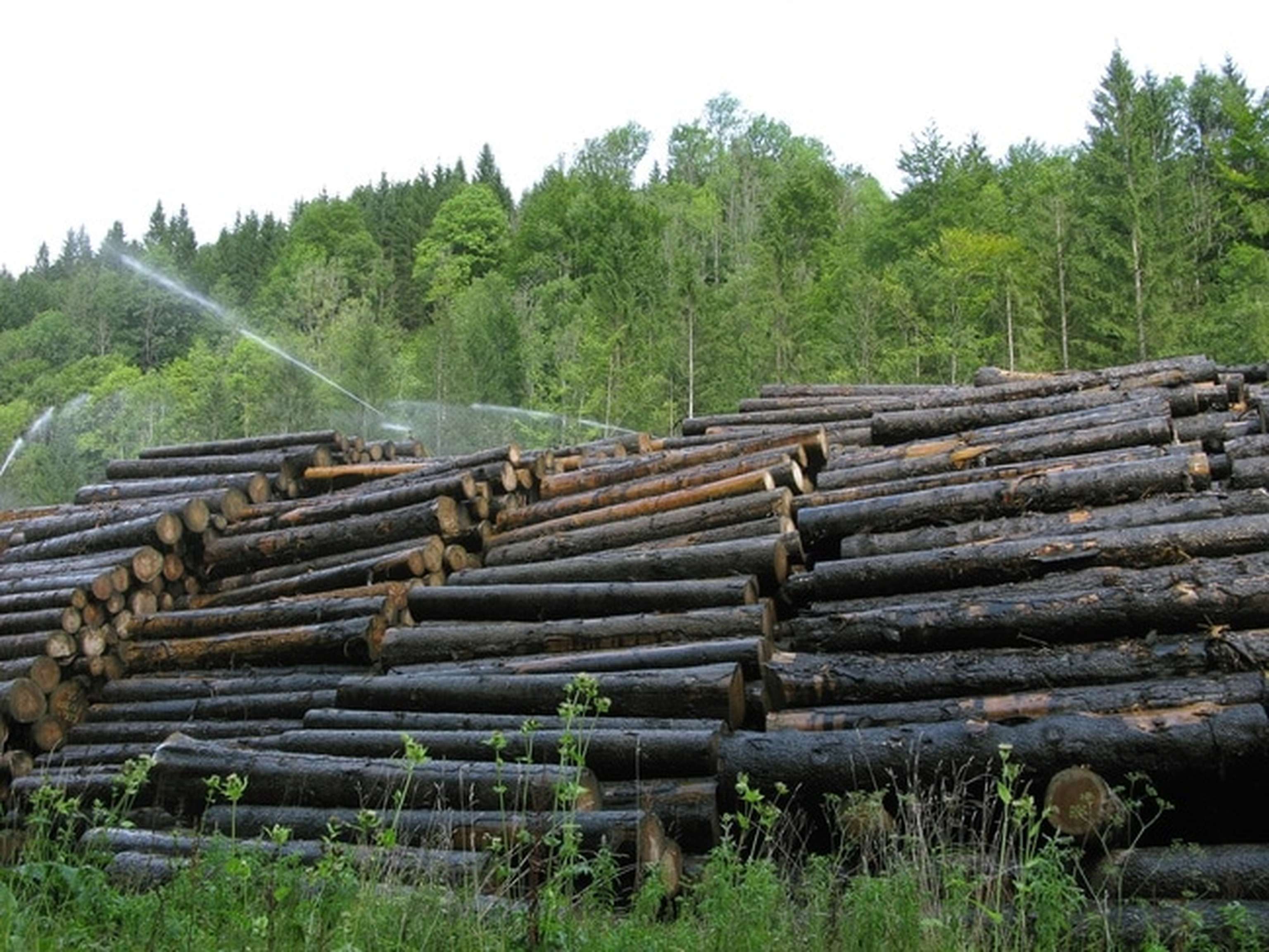 Holz Nasslager 2 ID42003 Size650px