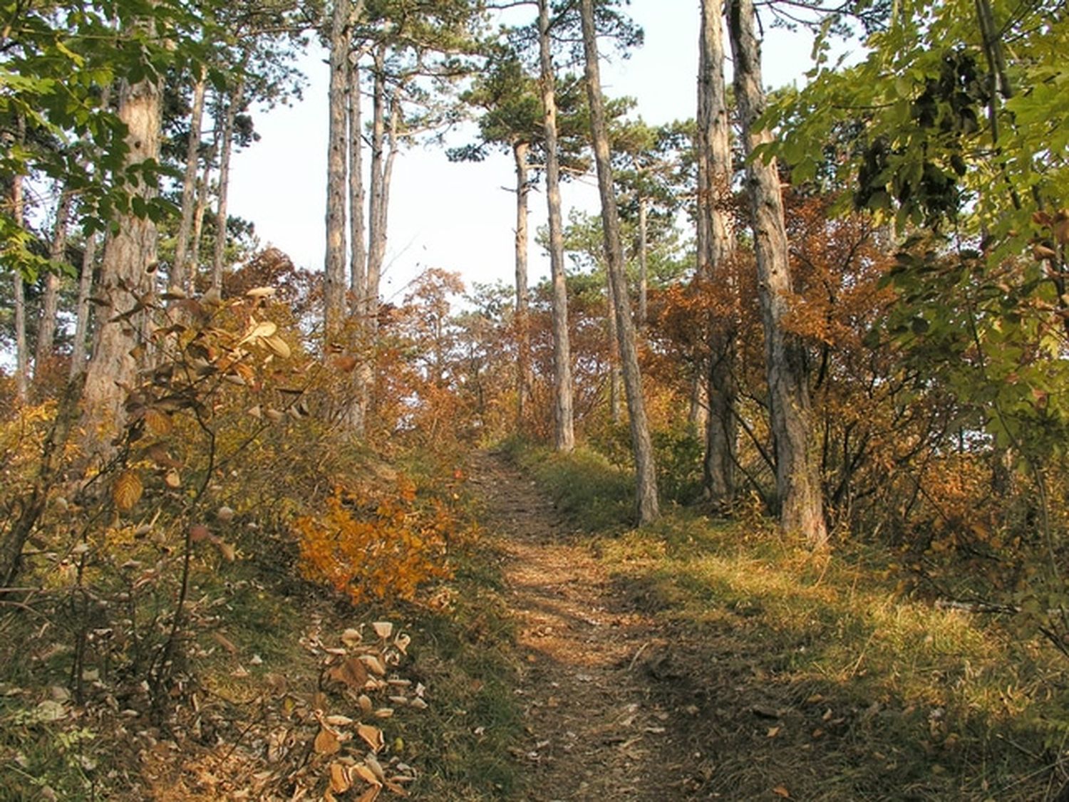 Nachhaltige Waldbewirtschaftung schafft ein Gleichgewicht zwischen dem Erhalt der Artenvielfalt, Klimaschutz und sozioökonomischer Bestandsfähigkeit. FOTO: agrarfoto.com