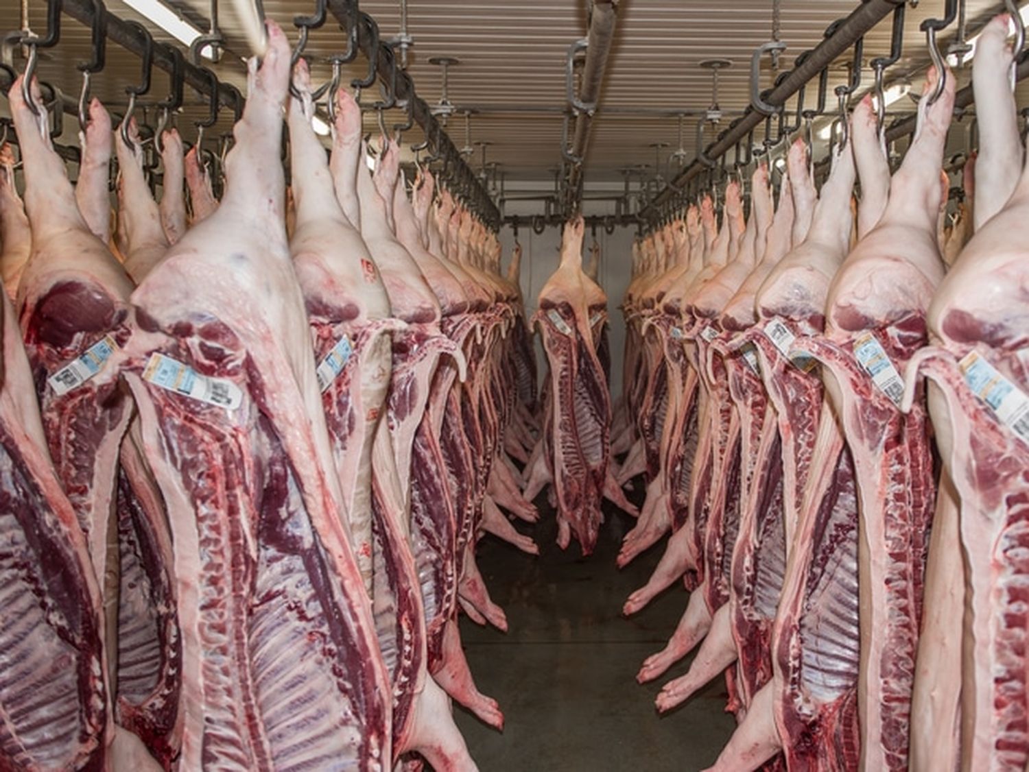 Kuehlraum_Schweine_17-ID79269-Size650px.jpg