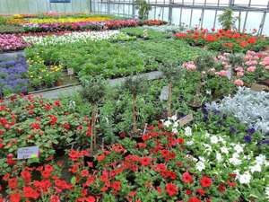 Blumenverkauf Im Gewaechshaus 5 ID73175 Size650px