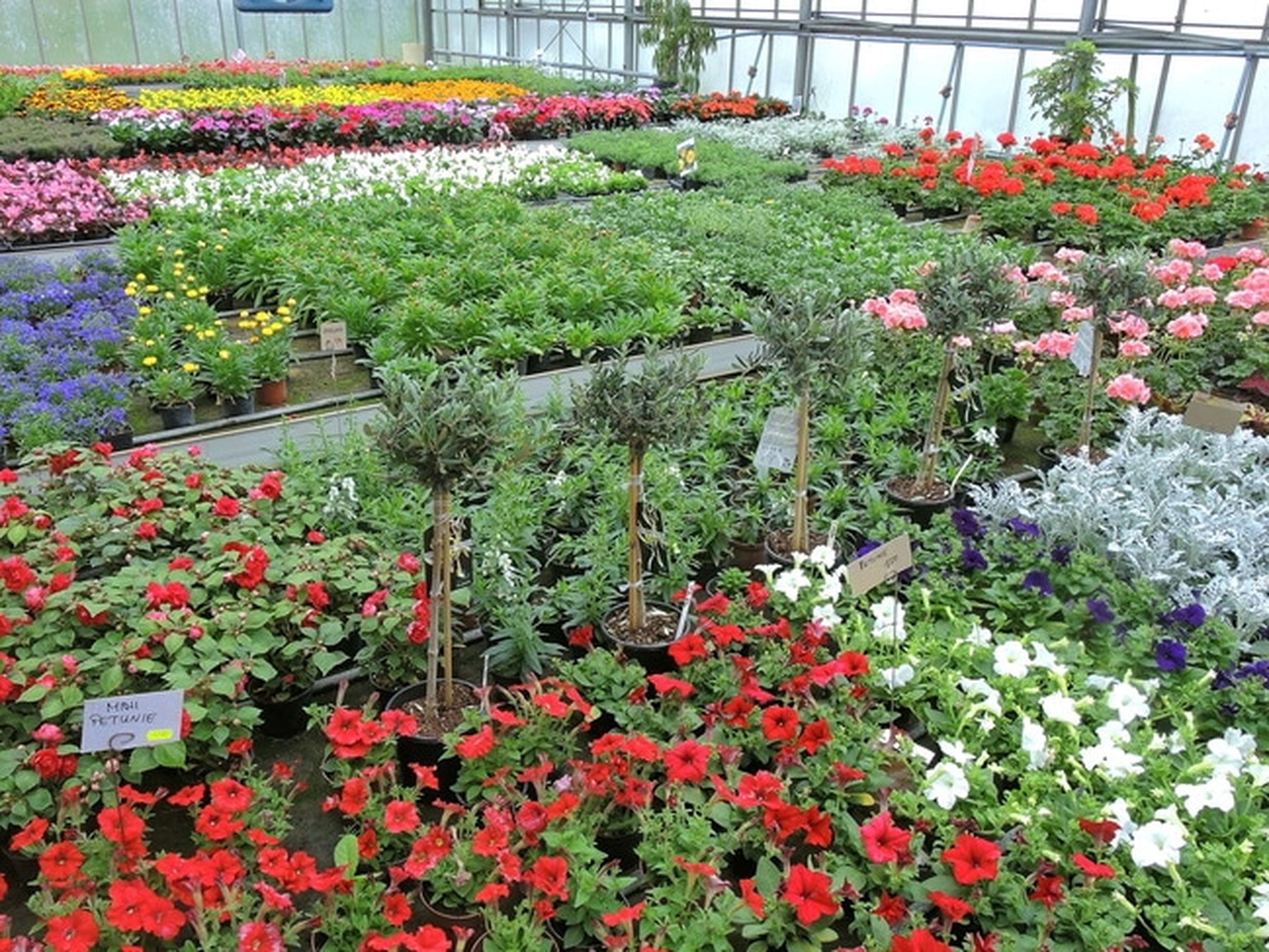 Blumenverkauf Im Gewaechshaus 5 ID73175 Size650px