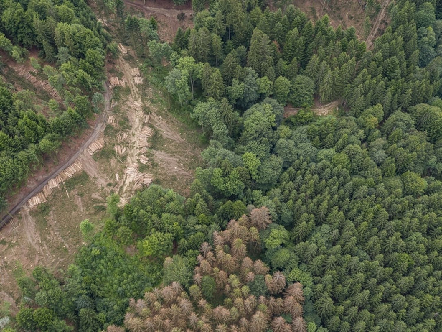 Auch in Österreich hinterlässt die Klimakrise bereits deutliche Spuren am Wald. – Im Bild: deutliche Lücken durch Borkenkäferbefall. FOTO: agrarfoto.com