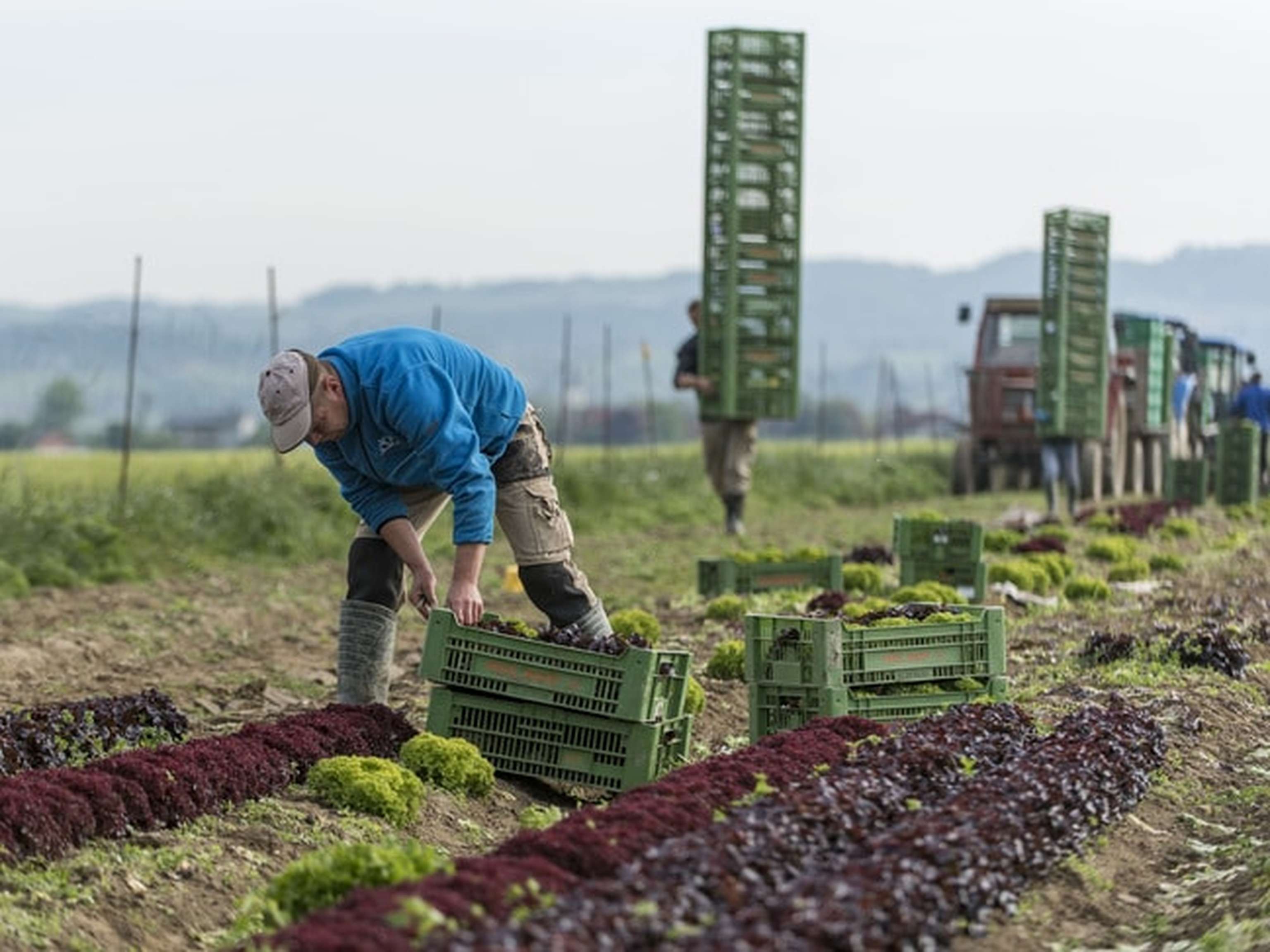 Salat Ernten 49 ID90574 Size650px