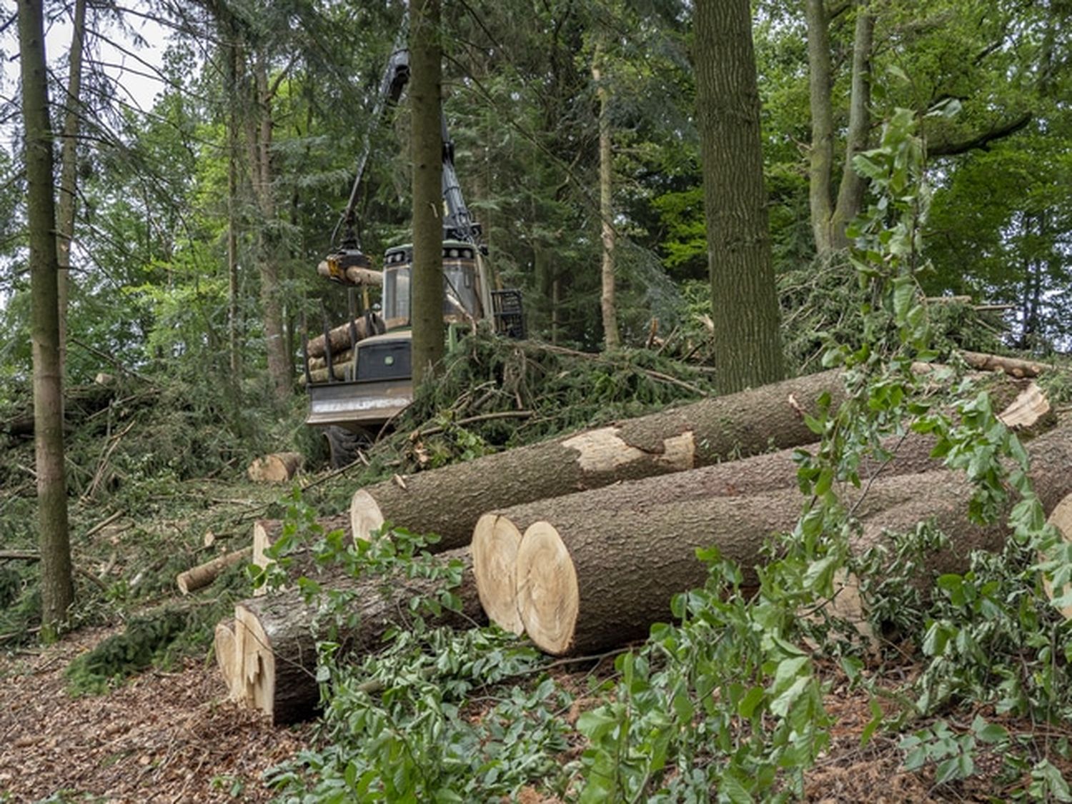 Waldbesitzer sind per Bescheid verpflichtet, befallenes Käferholz rasch aus dem Wald zu bringen. FOTO: agrarfoto.com