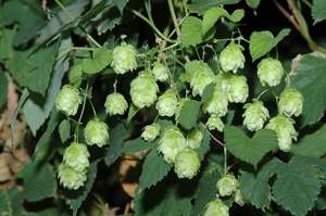 Hopfen Bluete 2 ID27187 Size650px