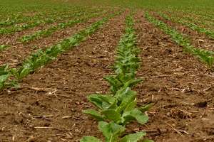 Zuckerruebe 6 Blatt 19 ID93089 Size650px