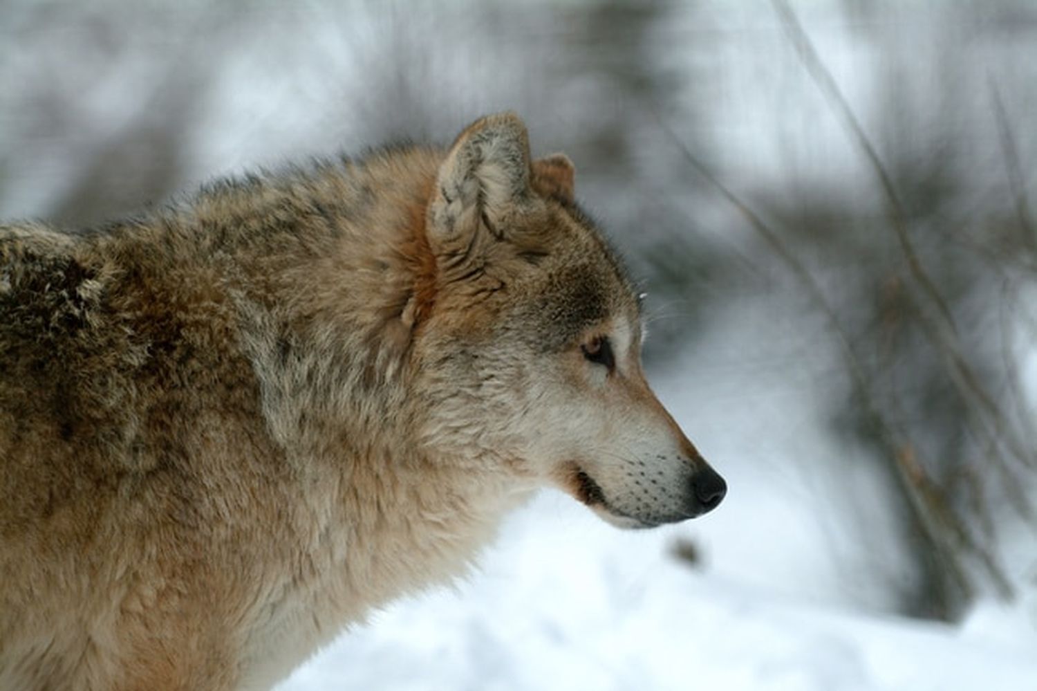 Wolf 3 ID76791 Size650px