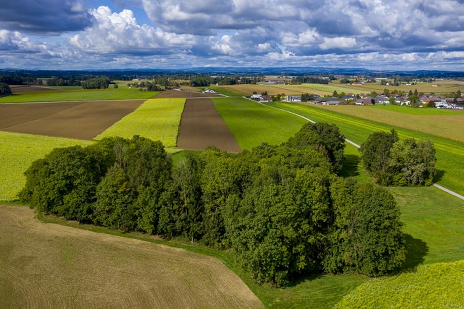 2020 wurde in Österreich mehr als ein Viertel der landwirtschaftlich genutzten Fläche biologisch bewirtschaftet. FOTO: agrarfoto.com