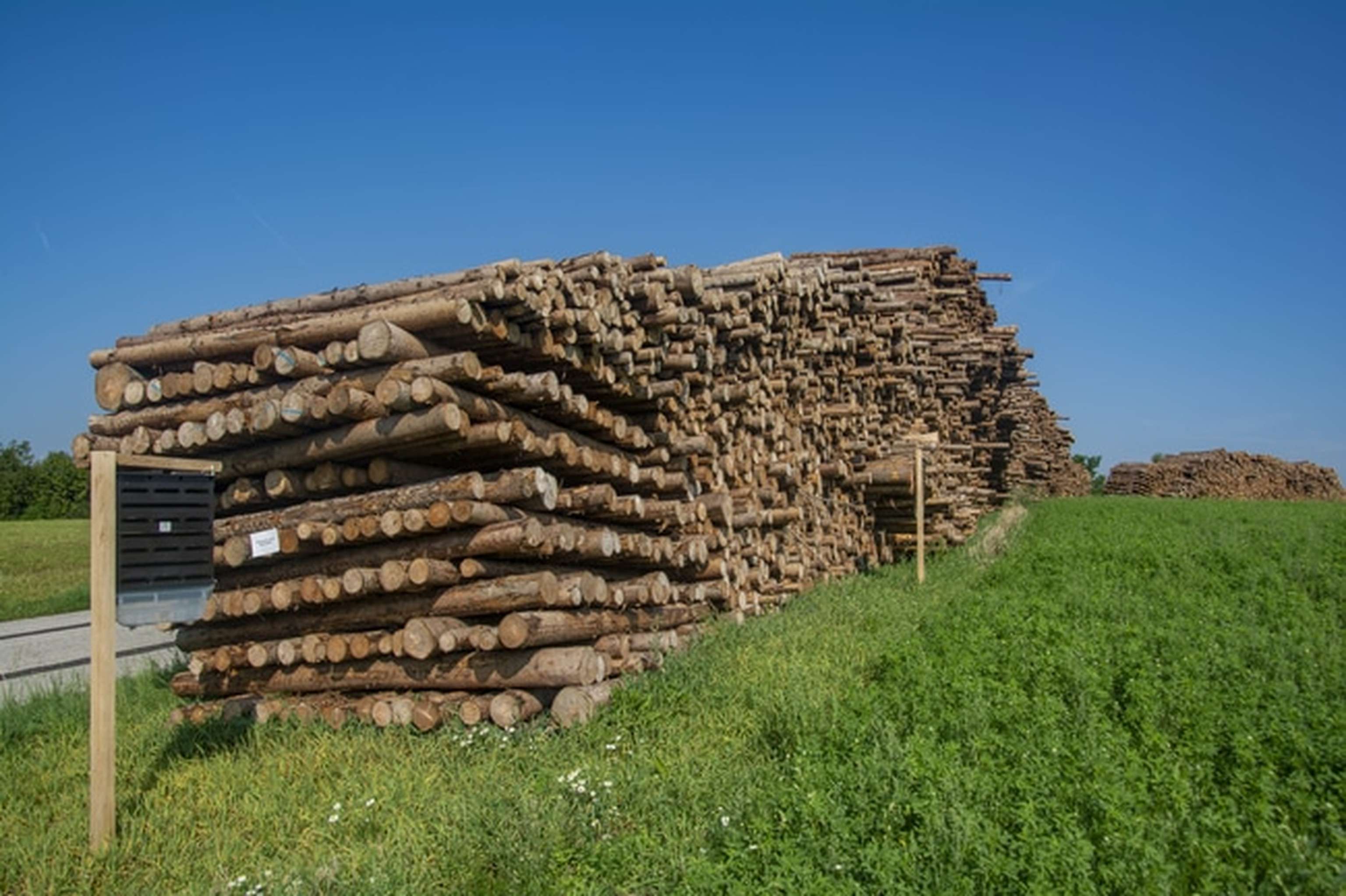 Giftkoeder Borkenkaefer ID91906 Size650px