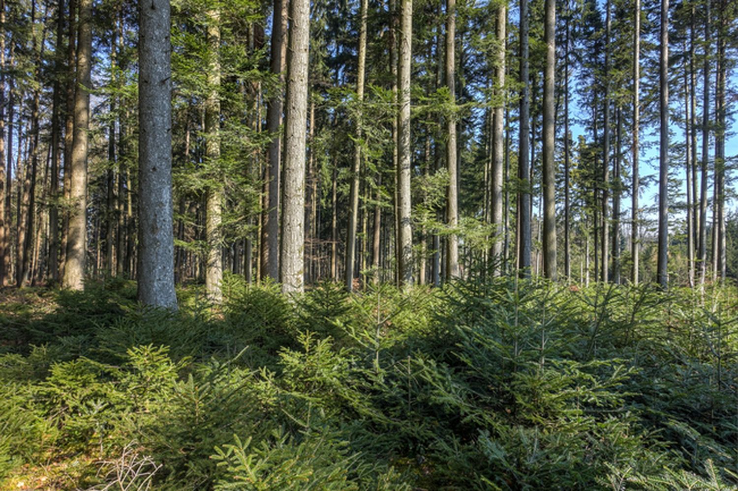 Tannenwald 14 ID71926 Size650px
