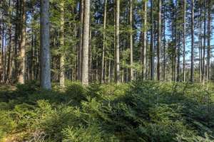 Tannenwald 14 ID71926 Size650px