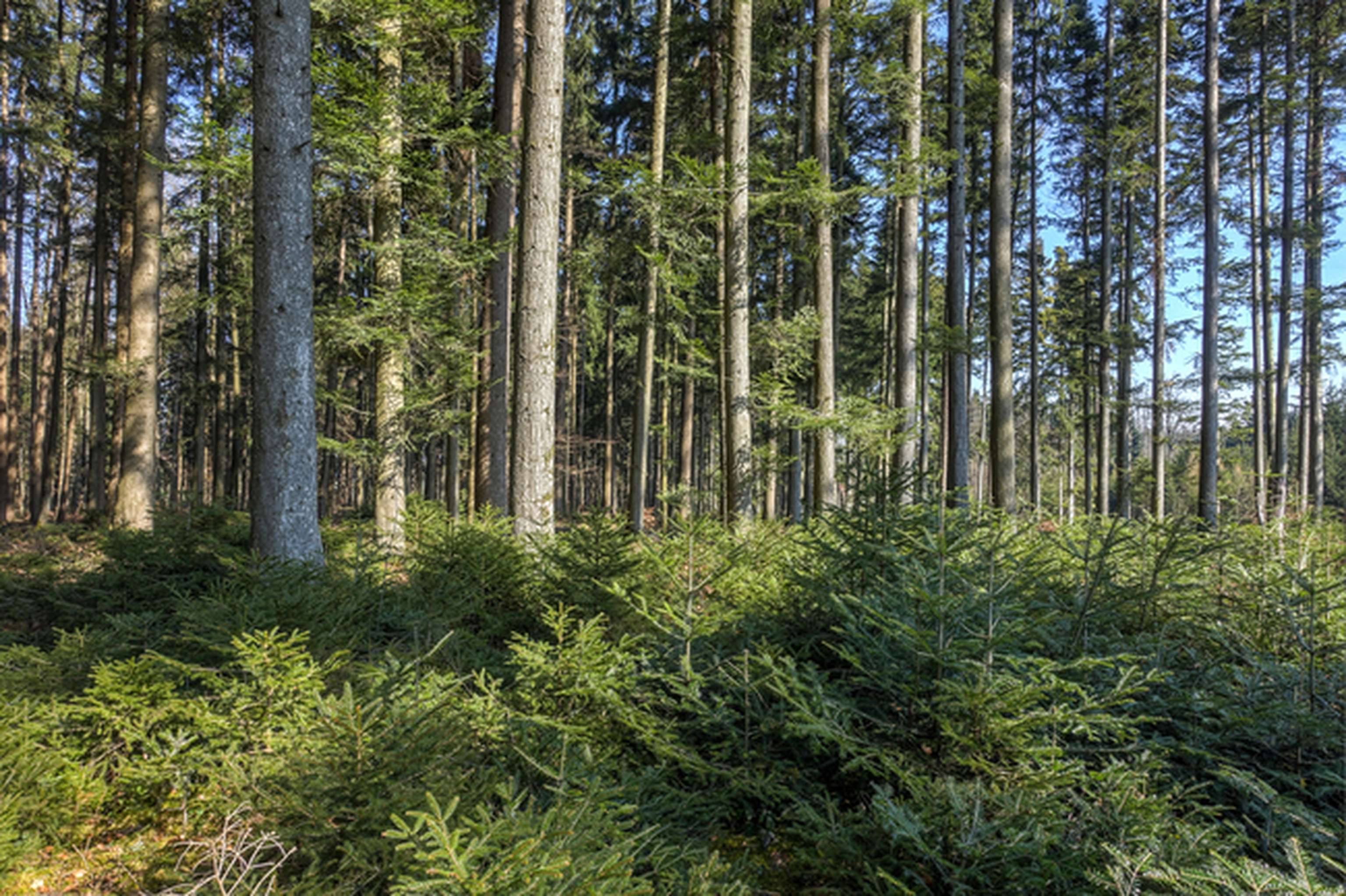 Tannenwald 14 ID71926 Size650px