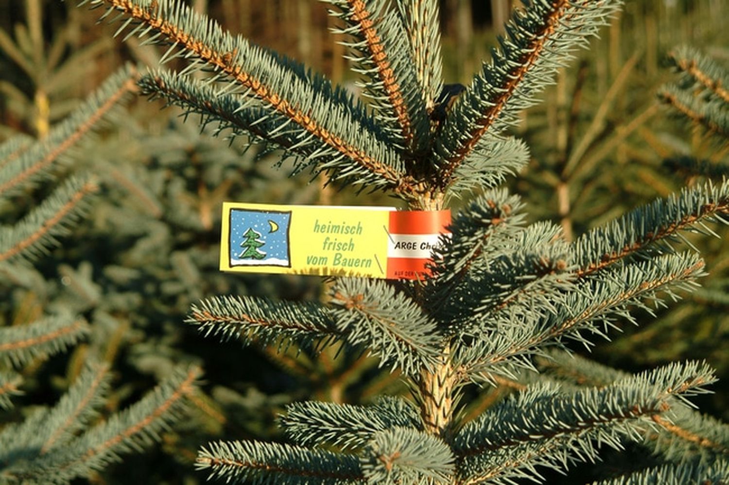 Christbaum