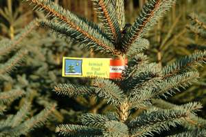Christbaum
