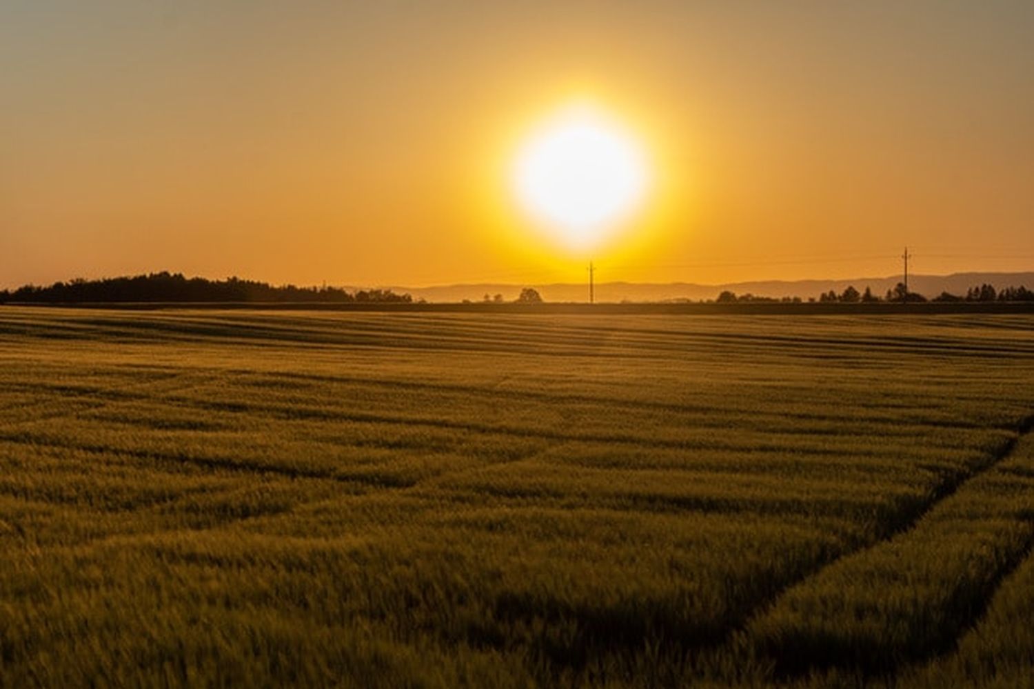 SoUntergang Gerste 3 ID87212 Size650px