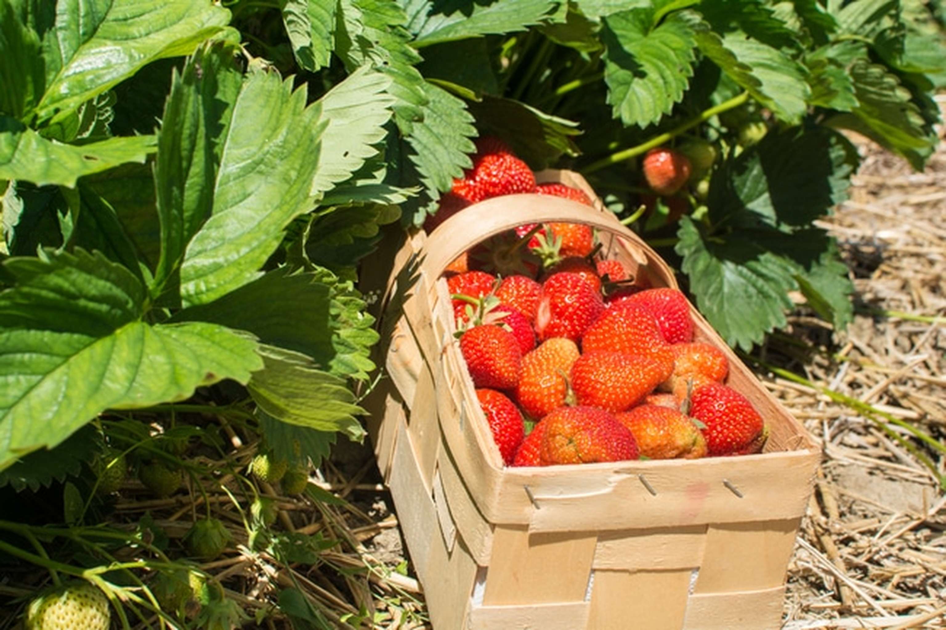 Erdbeerernte 22 ID71612 Size650px